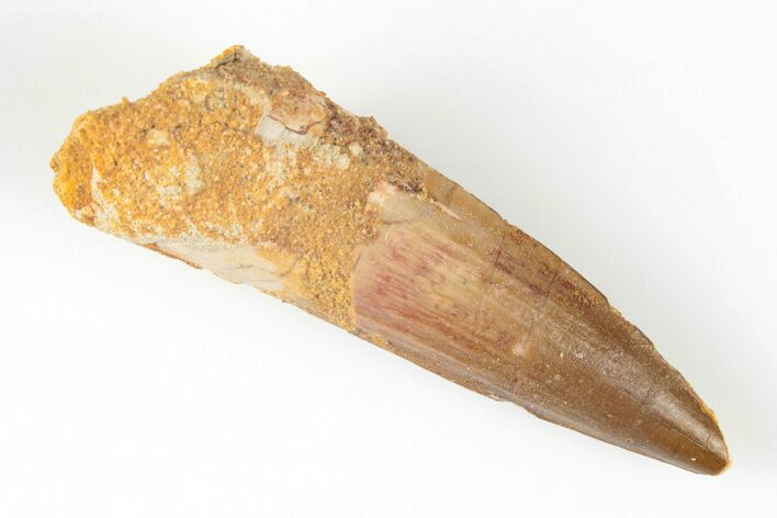 1.95" Spinosaurus Tooth - Real Dinosaur Tooth